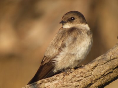 Northern Rough-winged Swallow