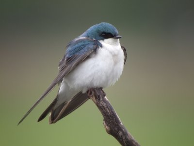 Tree Swallow