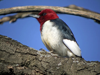 Red-headed Woodpecker