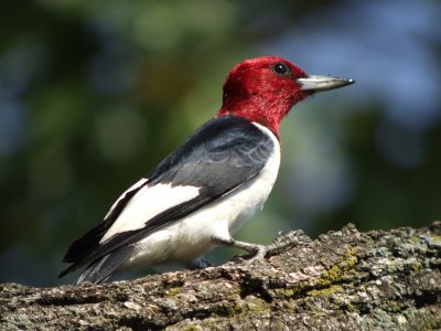 Red-headed Woodpecker