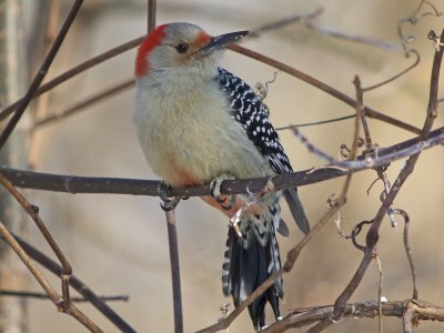Red-bellied Woodpecker ( female )