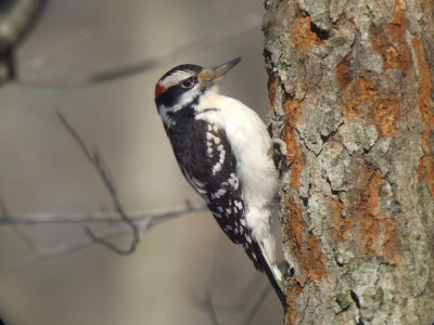 Hairy Woodpecker (male )
