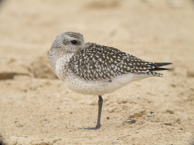 Black-bellied Plover (juvenile )