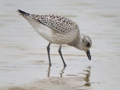 Black-bellied Plover (juvenile )