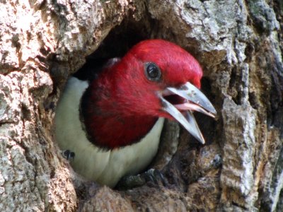 Red-headed Woodpecker