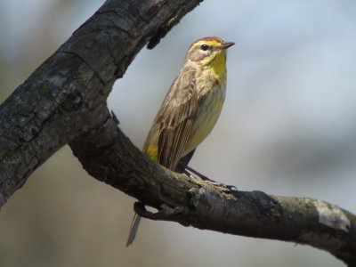 Palm Warbler