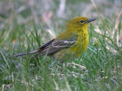 Pine Warbler