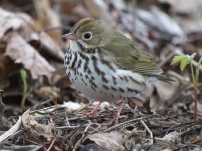 Ovenbird