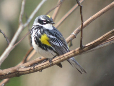 Yellow-rumped Warbler