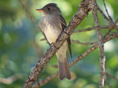 Eastern Wood-Pewee