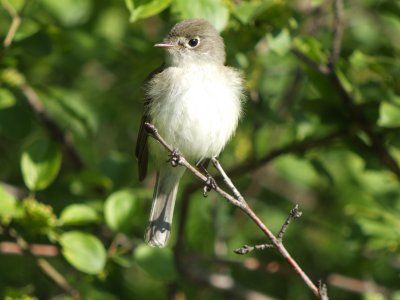 Least Flycatcher