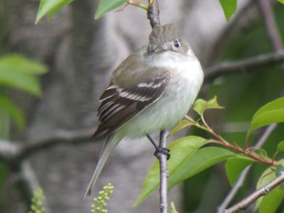 Least Flycatcher