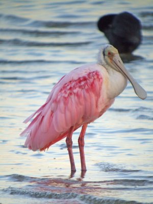 Roseate Spoonbill