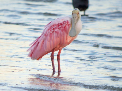 Roseate Spoonbill