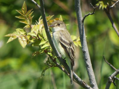 Willow Flycatcher