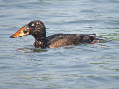 Surf Scoter ( first winter male )