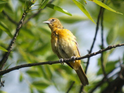 Baltimore Oriole