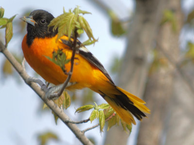Baltimore Oriole