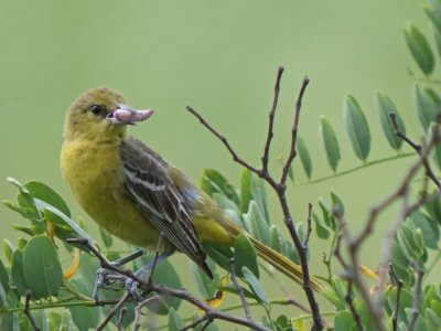 Orchard oriole