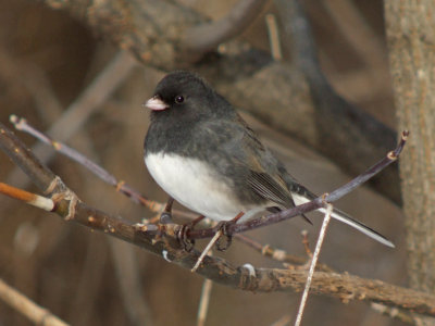 Dark-eyed Junco (Slate-colored )