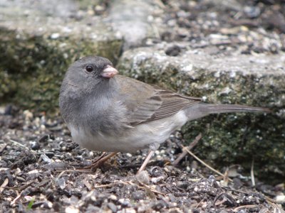 Dark-eyed Junco (Slate-colored )