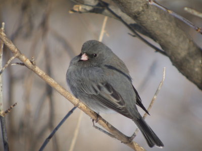 Dark-eyed Junco (Slate-colored )