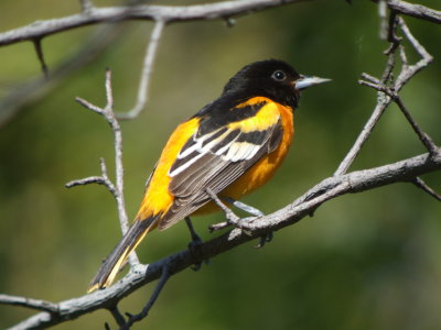 Baltimore Oriole