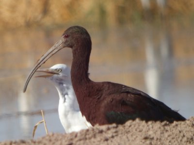 White-faced Ibis
