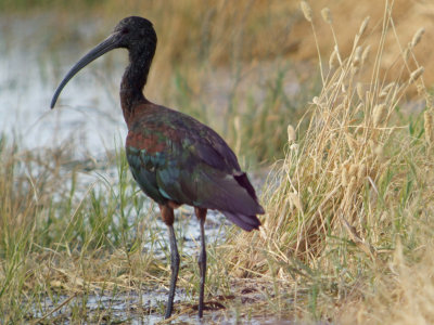 White-faced Ibis