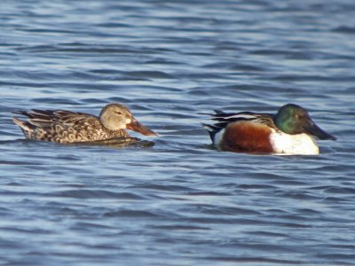 Northern shoveler (pair)