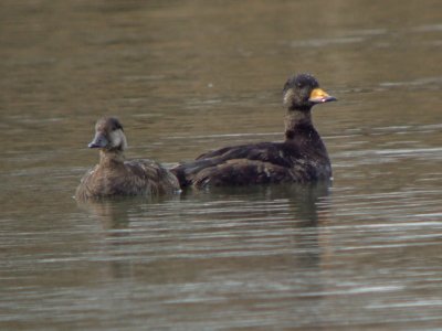 Black Scoter (adult pair )