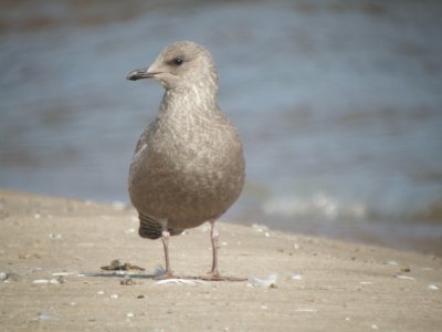 Thayer's Gull (juvenile )