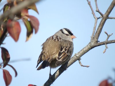 White-crowned Sparrow