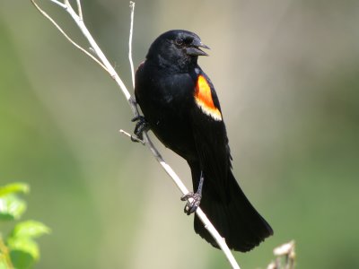 Red-winged Blackbird ( male)