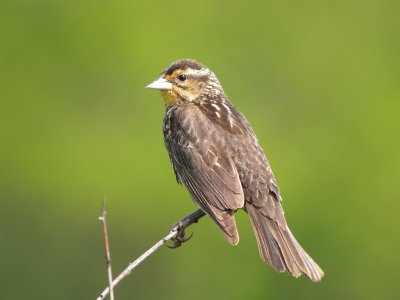 Red-winged Blackbird (female)