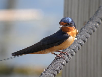 Barn Swallow