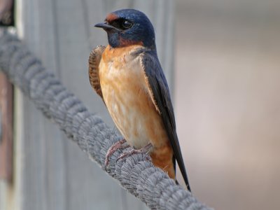 Barn Swallow