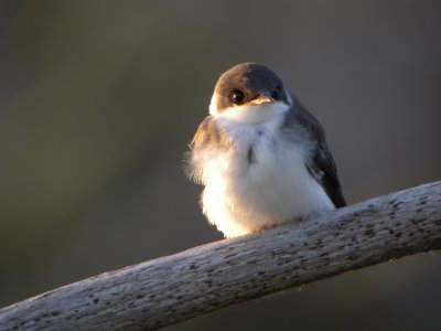 Tree Swallow ( juvenile )