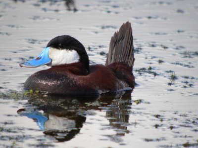 Ruddy Duck (male ) breeding