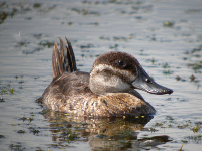 Ruddy Duck (female )