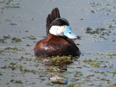 Ruddy Duck (male ) breeding