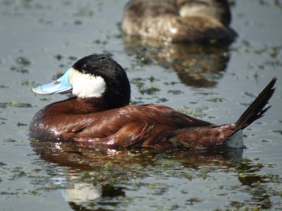 Ruddy Duck (male ) breeding