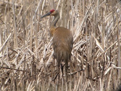 Sandhill Crane ( greater southern)