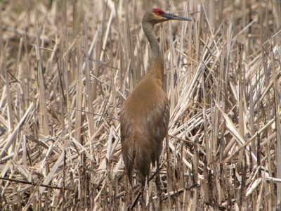 Sandhill Crane ( greater southern)