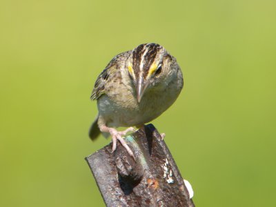 Grasshopper Sparrow