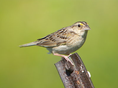 Grasshopper Sparrow