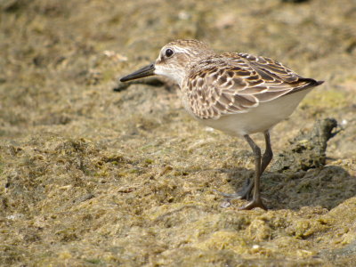 Semipalmated Sandpiper