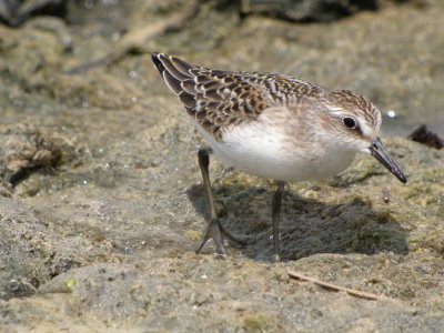 Semipalmated Sandpiper