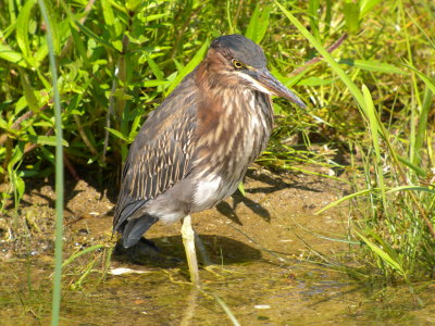 Green Heron ( juvenile )