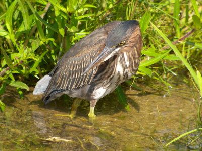 Green Heron ( juvenile )